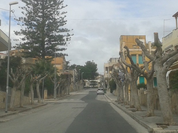 Marina di Ragusa alberi capitozzati 2